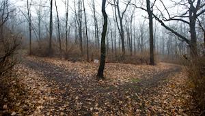 A fork in a leaf-covered path in a forest