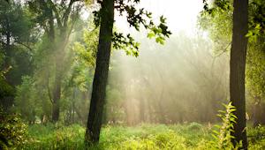 Forest scene with dark tree trunks silhouetted against the morning sun's rays slanting down through clearing 