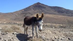 Donkey standing in a desert with a mountain in the background.