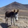 Donkey standing in a desert with a mountain in the background.