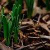 Shoots of green plant rising up among dead leaves